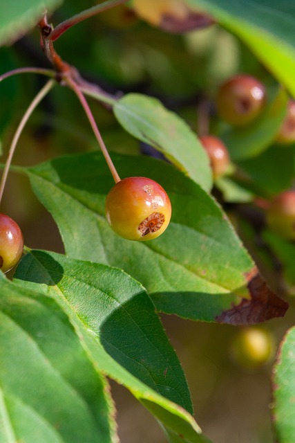 核心地位 核心地位
