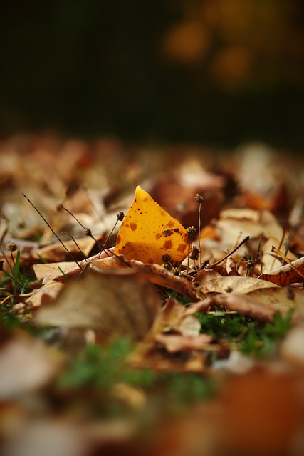 足球圈中的 足球圈中的